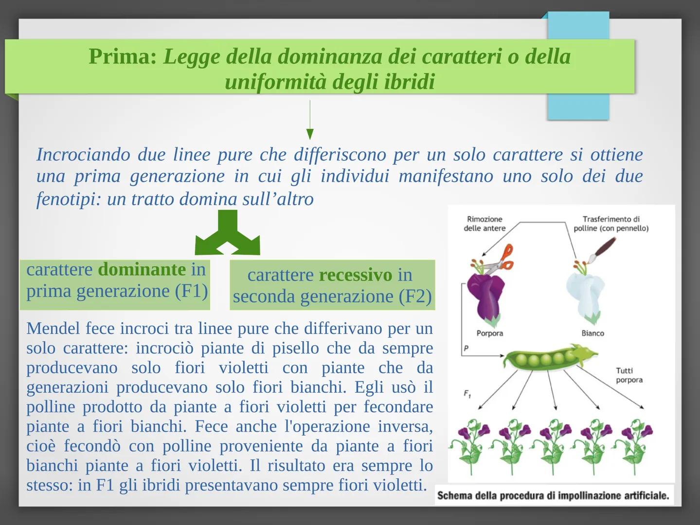 # La genetica mendeliana
Niccolò Bellini - 4°B # Gregor Johann Mendel
È stato un biologo e un matematico. È considerato il
padre della gen