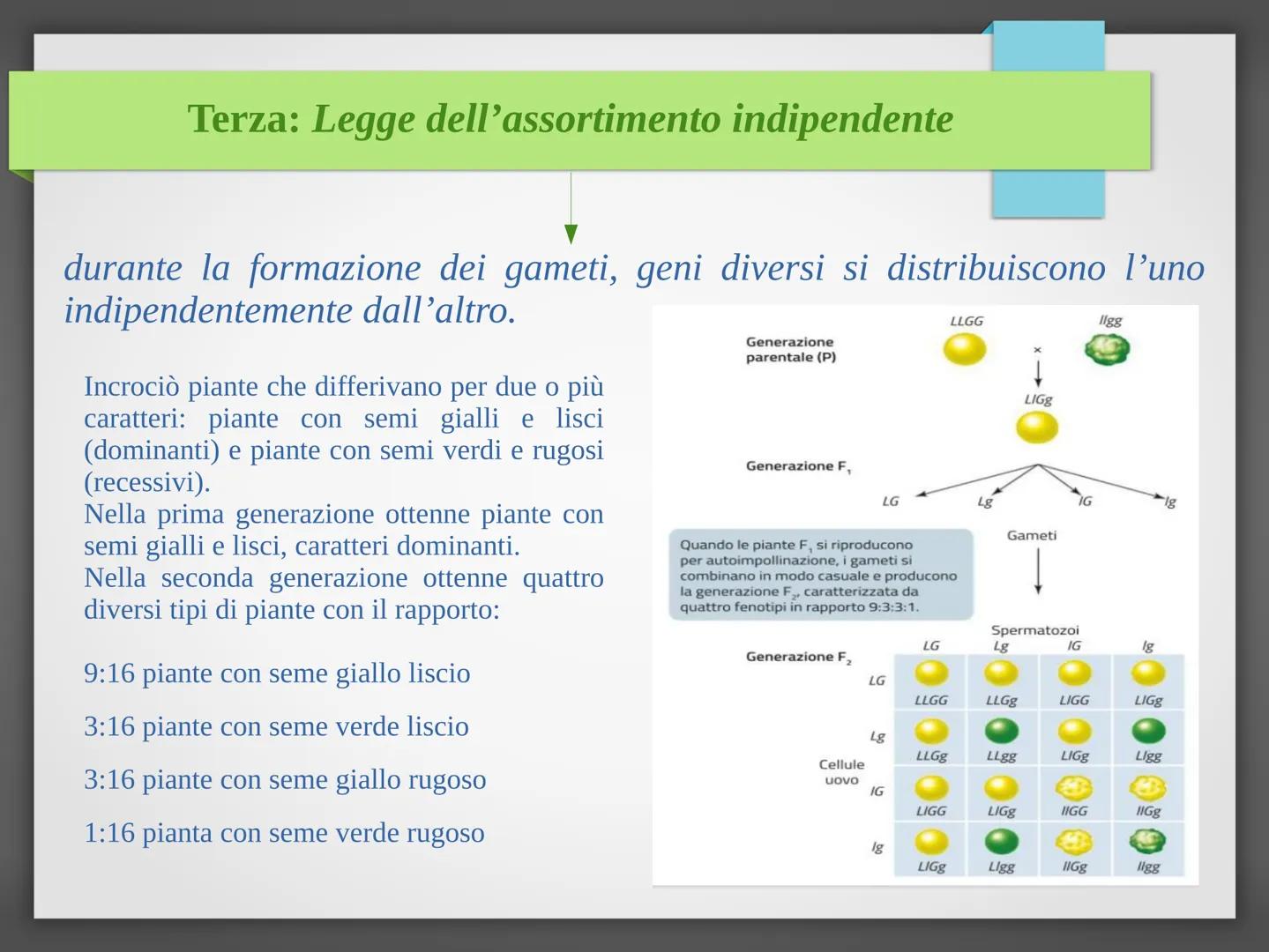 # La genetica mendeliana
Niccolò Bellini - 4°B # Gregor Johann Mendel
È stato un biologo e un matematico. È considerato il
padre della gen