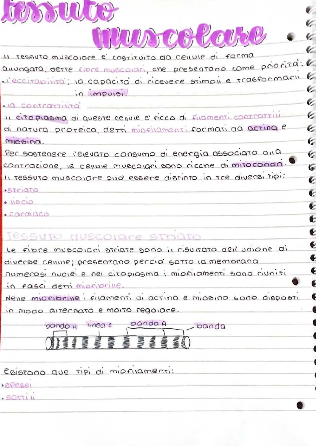 Tessuto Muscolare: Appunti Completi
