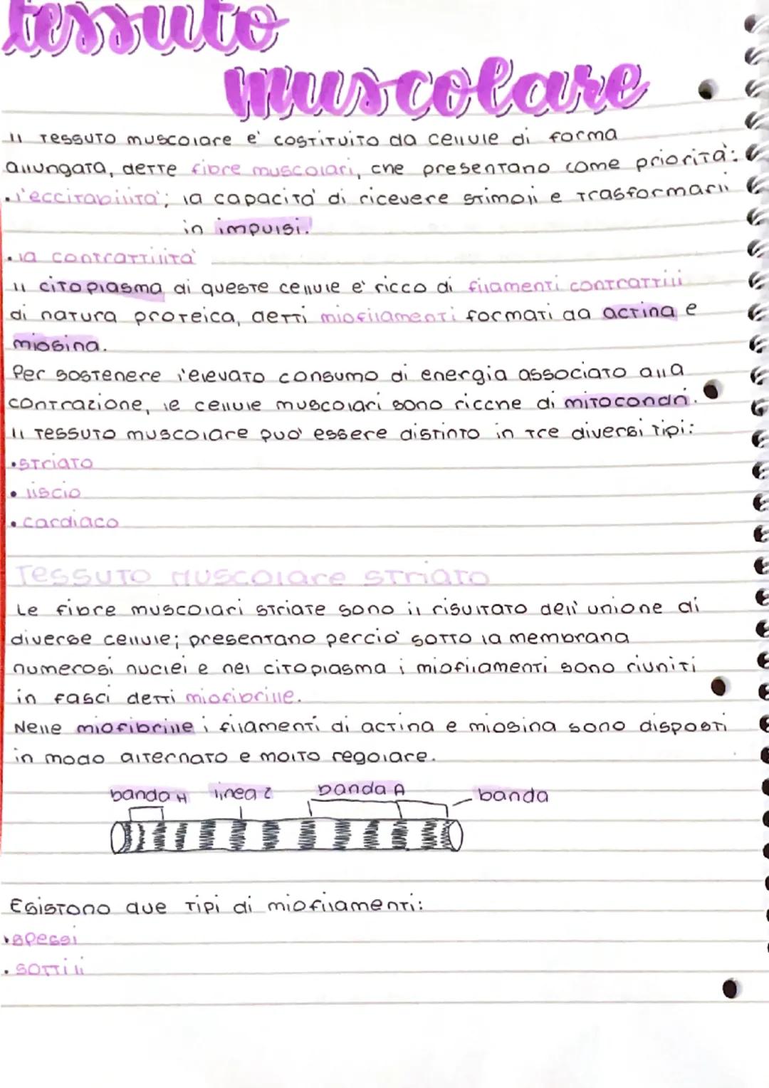 tessuto
muscolare
11 TESSUTO muscolare e' cOSTITUITO da cellule di forma
allungata, dette fibre muscolari, che presentano come priorita:
l'e