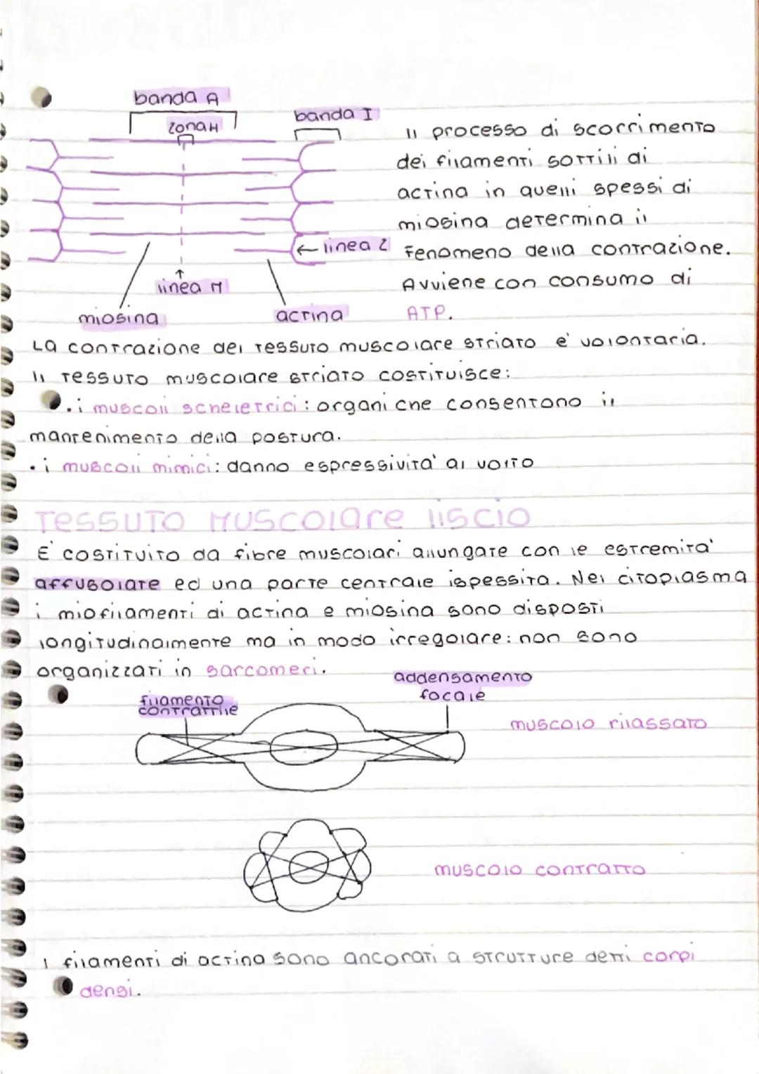tessuto
muscolare
11 TESSUTO muscolare e' cOSTITUITO da cellule di forma
allungata, dette fibre muscolari, che presentano come priorita:
l'e