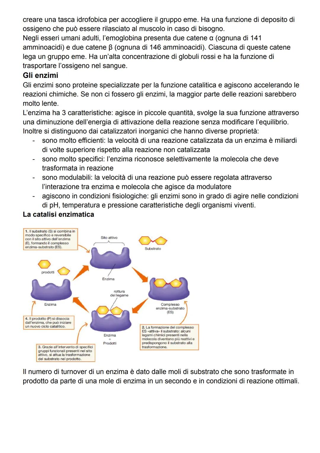 Le proteine appartengono a una vasta famiglia di biomolecole diffuse in tutti gli organismi
viventi e nei virus.
Sono presenti in tutte le c