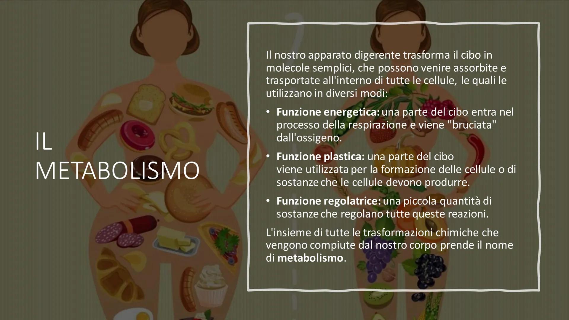 L'ALIMENTAZIONE
Nella catena alimentare noi esseri umani siamo dei consumatori: non siamo in grado
di produrci il cibo da soli. Siamo anche