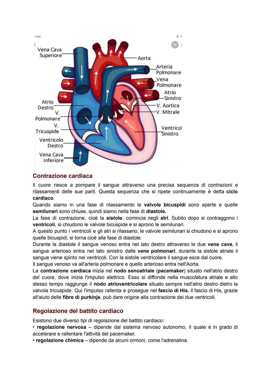 # Circolo sanguigno
L'apparato circolatorio è uno dei sistemi più importanti del corpo e ha il compito di portare
il sangue a tutti gli org