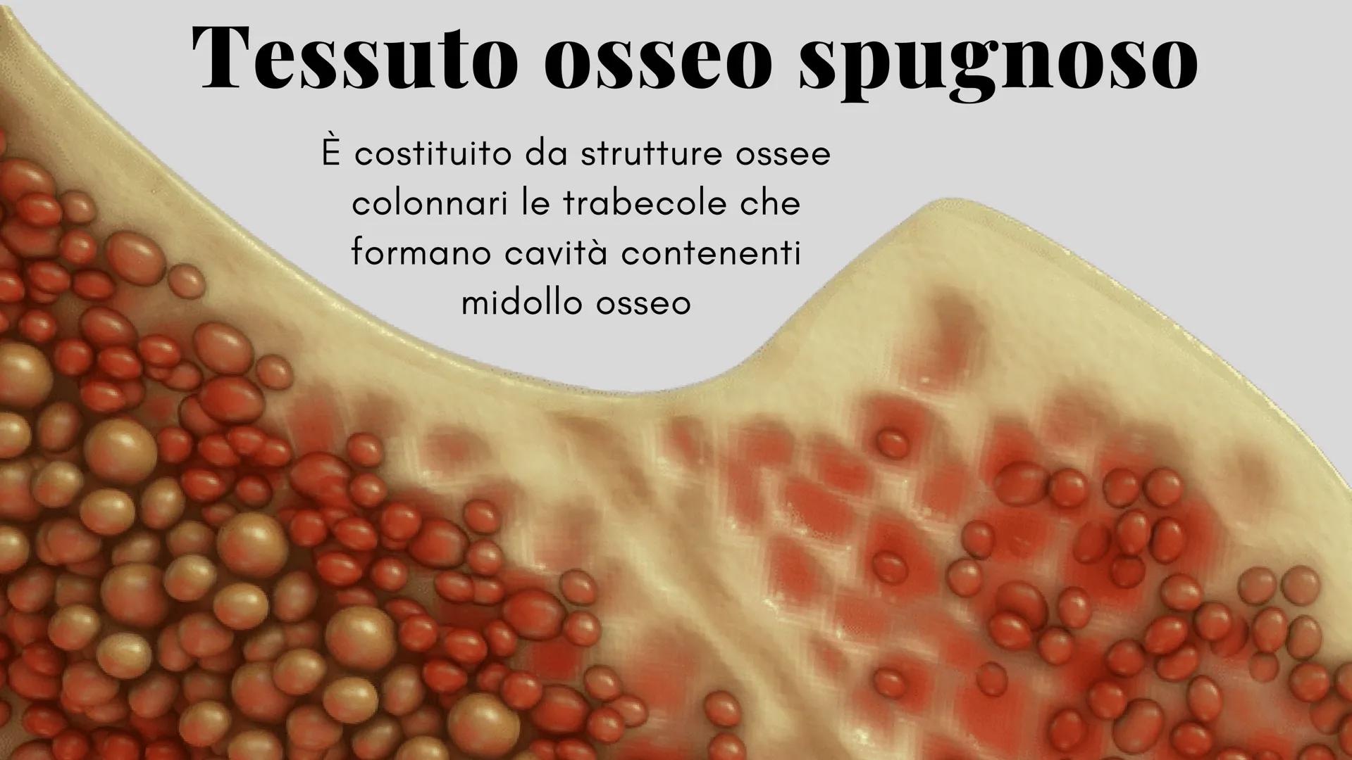 ckt
place
Il tessuto connettivo
e le sue caratteristiche
Scienze: biologia
the island being
ns of the isla
igns of I diversi tipi di tessuto