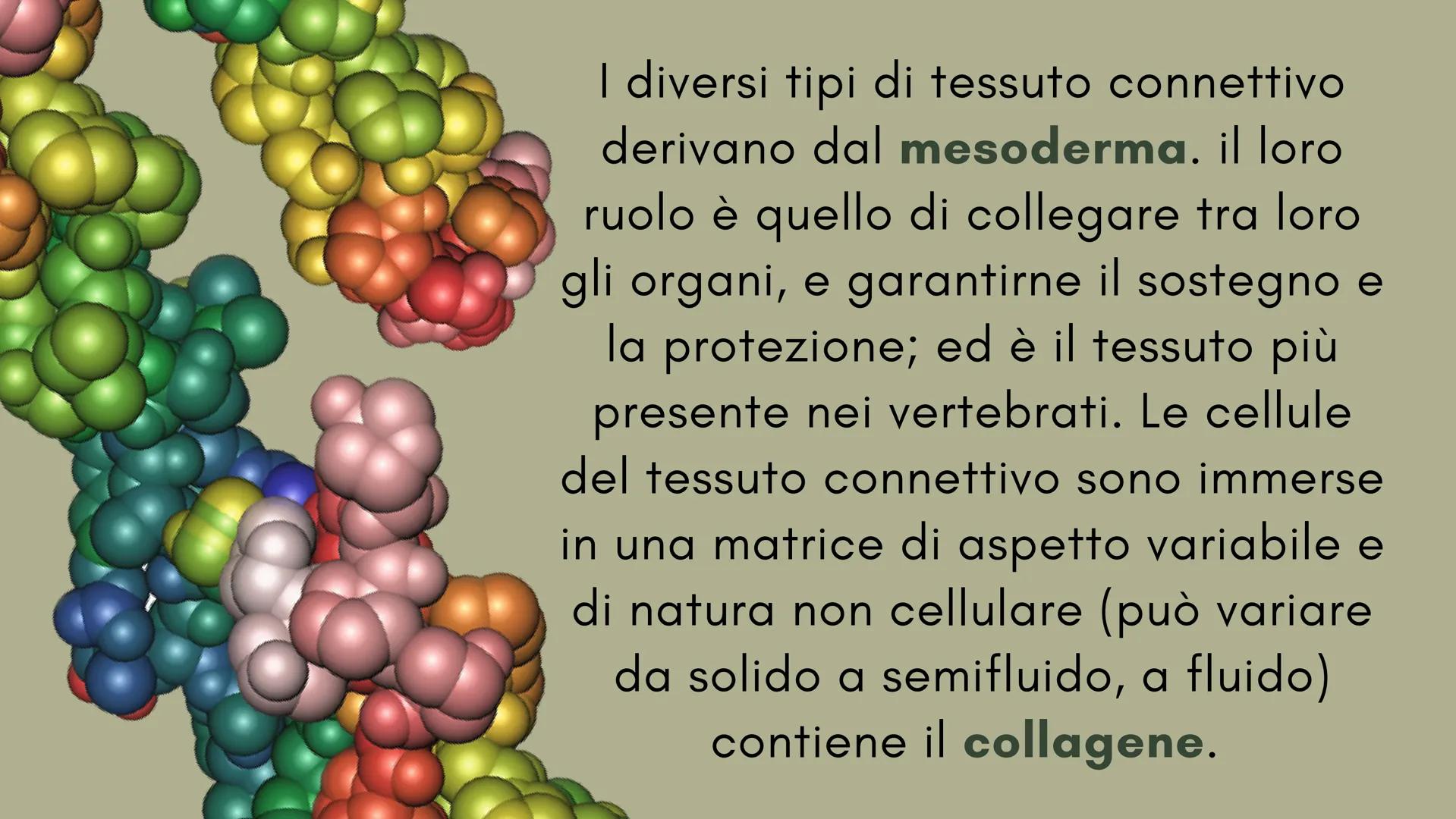 ckt
place
Il tessuto connettivo
e le sue caratteristiche
Scienze: biologia
the island being
ns of the isla
igns of I diversi tipi di tessuto