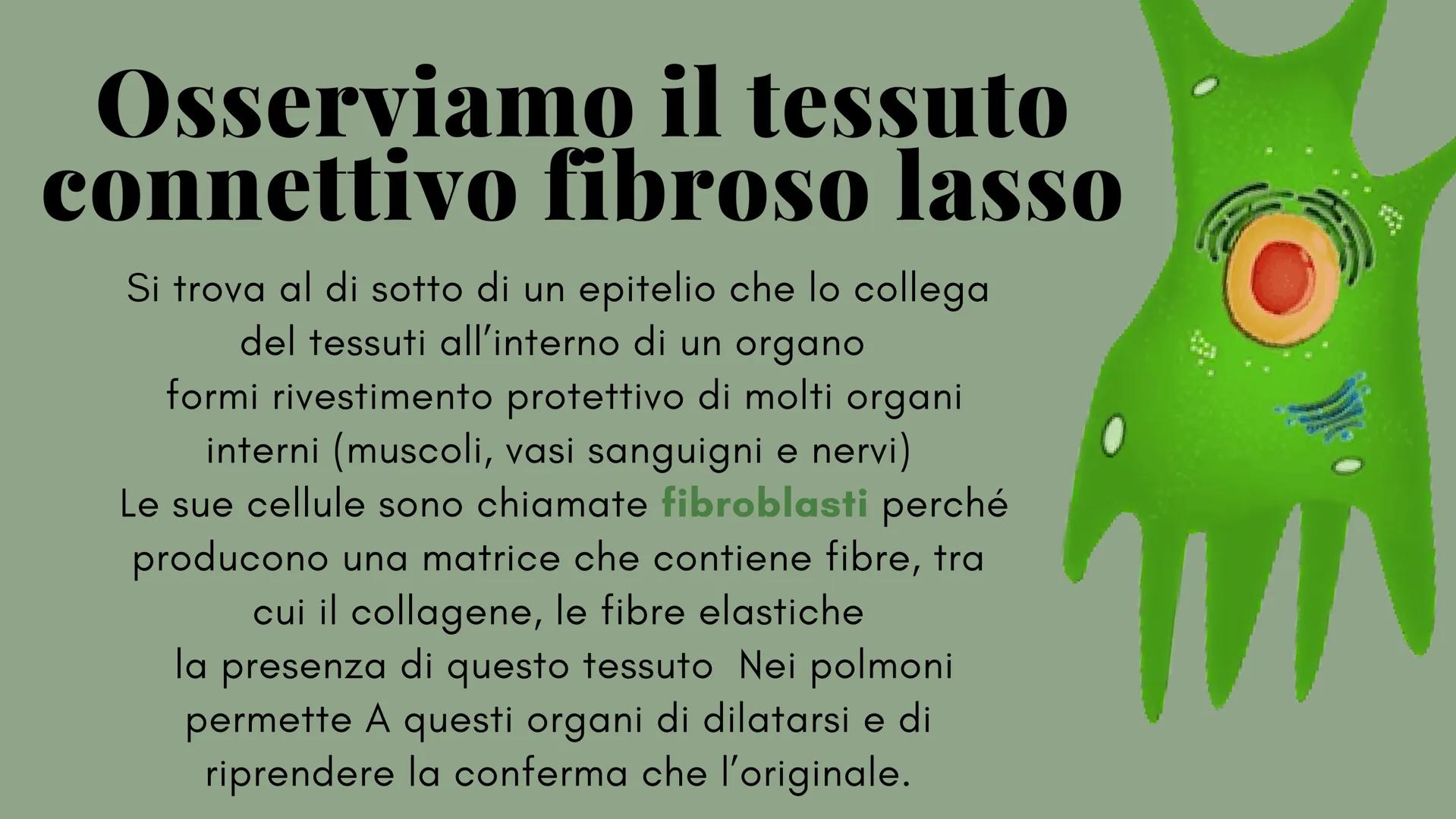ckt
place
Il tessuto connettivo
e le sue caratteristiche
Scienze: biologia
the island being
ns of the isla
igns of I diversi tipi di tessuto