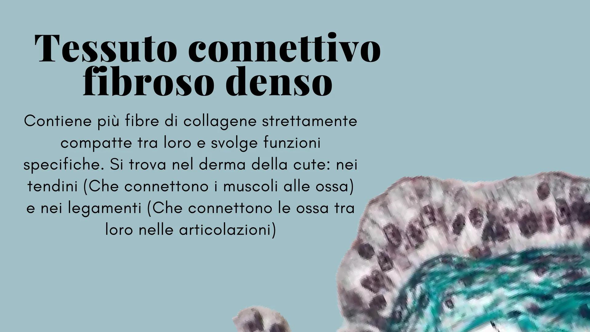 ckt
place
Il tessuto connettivo
e le sue caratteristiche
Scienze: biologia
the island being
ns of the isla
igns of I diversi tipi di tessuto