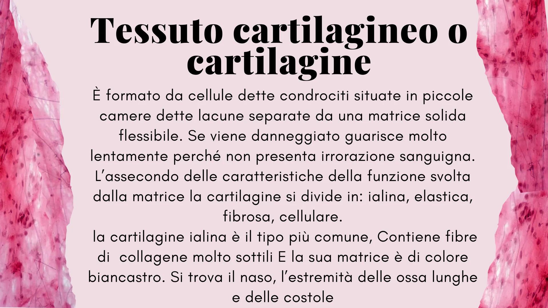 ckt
place
Il tessuto connettivo
e le sue caratteristiche
Scienze: biologia
the island being
ns of the isla
igns of I diversi tipi di tessuto