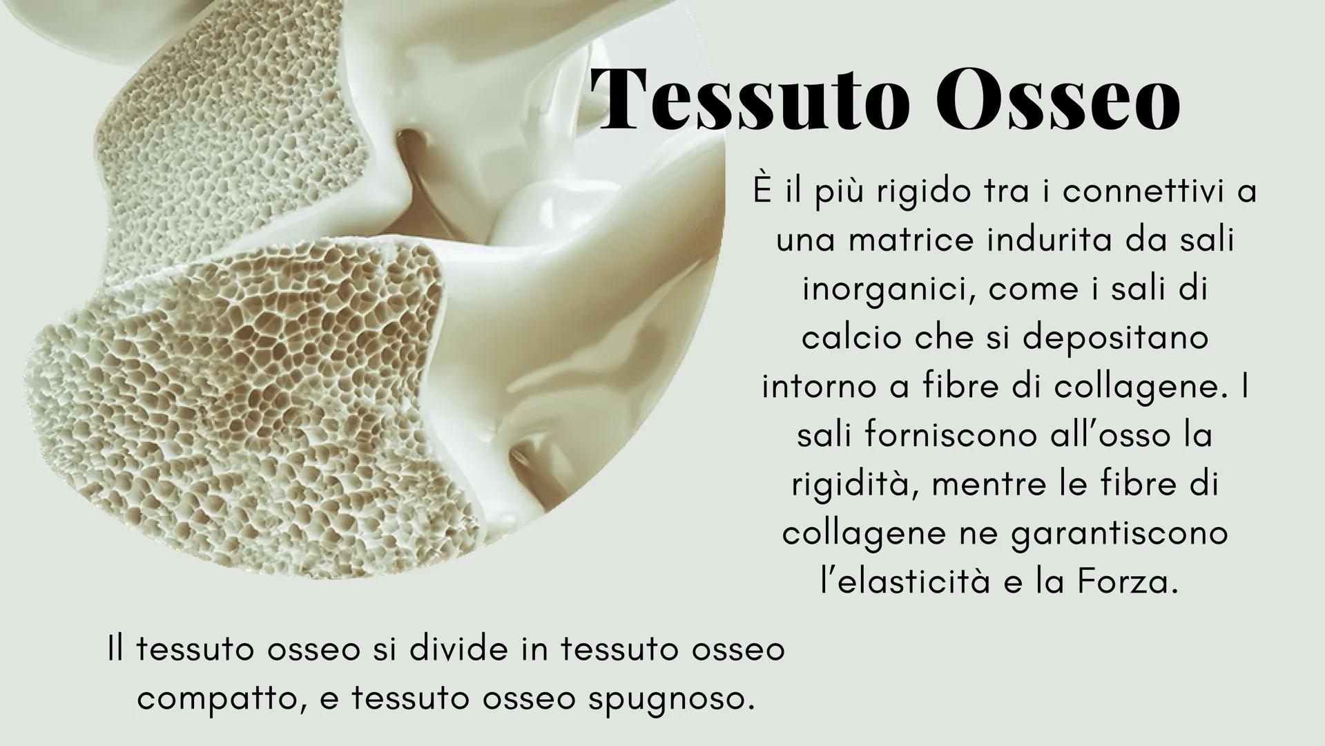 ckt
place
Il tessuto connettivo
e le sue caratteristiche
Scienze: biologia
the island being
ns of the isla
igns of I diversi tipi di tessuto