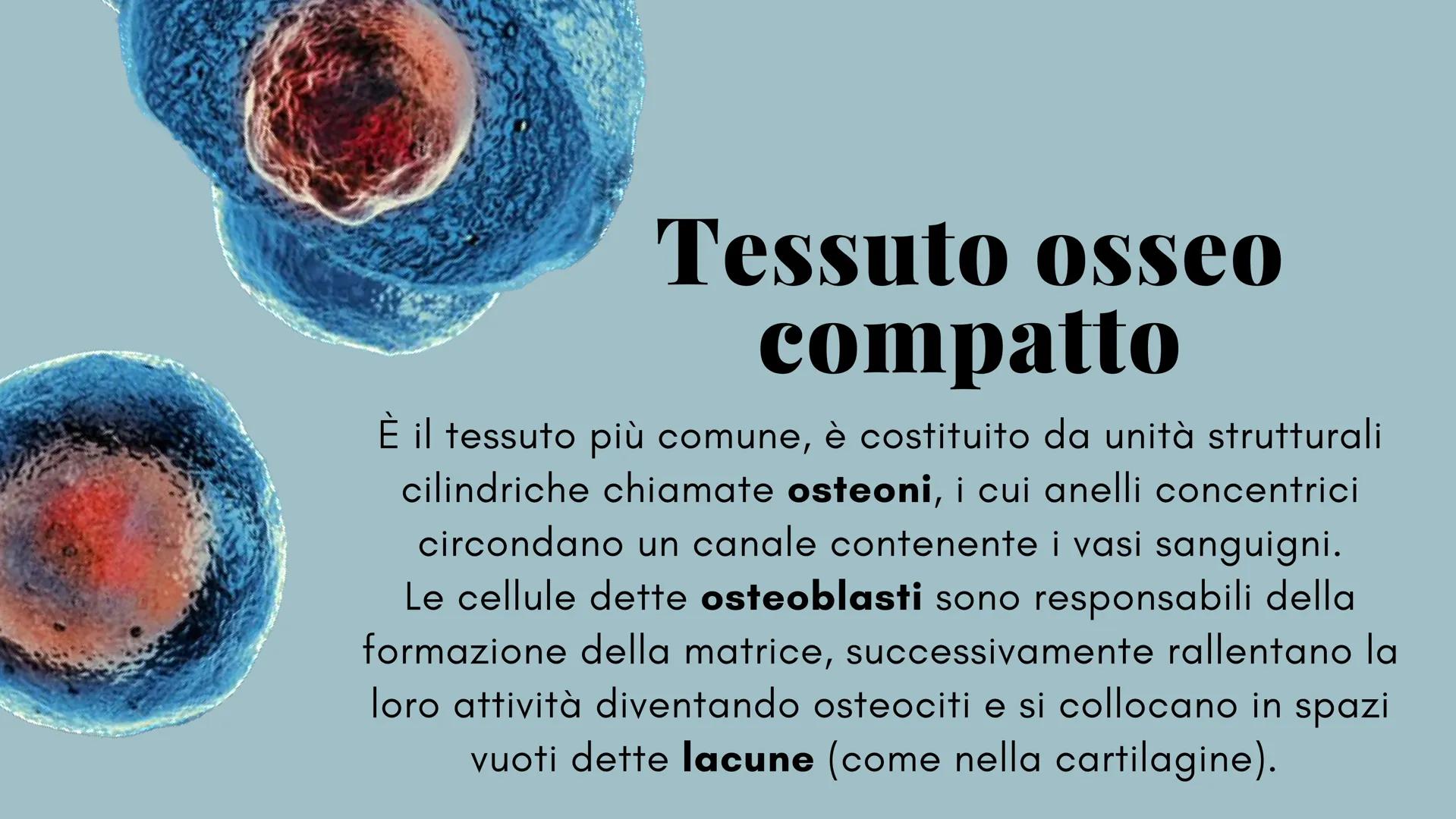ckt
place
Il tessuto connettivo
e le sue caratteristiche
Scienze: biologia
the island being
ns of the isla
igns of I diversi tipi di tessuto