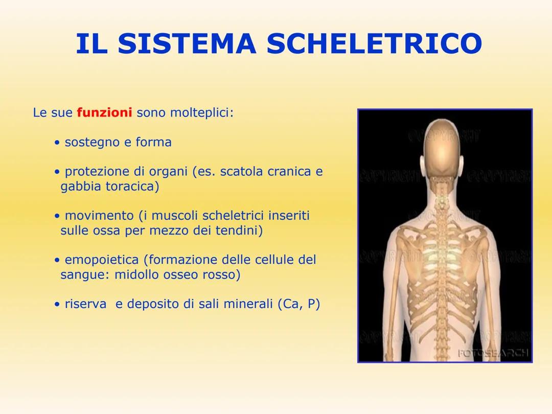 sistema scheletrico