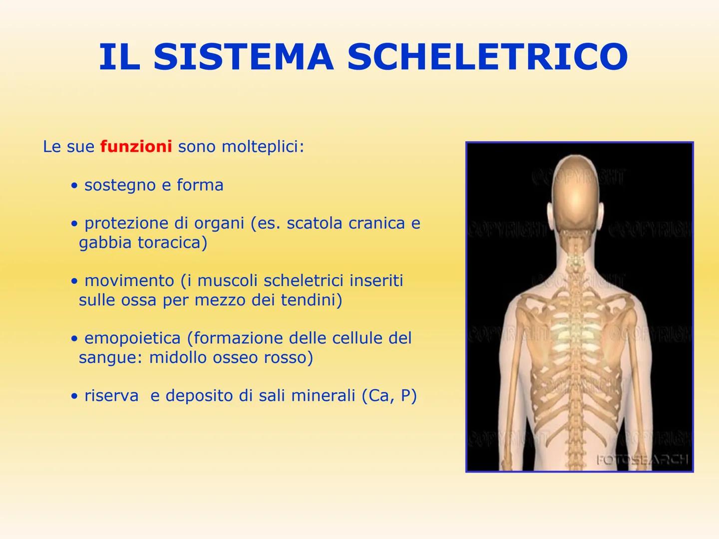 IL SISTEMA SCHELETRICO
Le sue funzioni sono molteplici:
sostegno e forma
• protezione di organi (es. scatola cranica e
gabbia toracica)
●
•