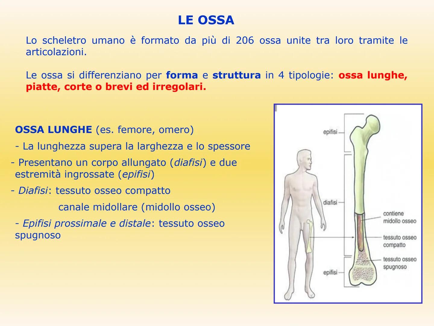 IL SISTEMA SCHELETRICO
Le sue funzioni sono molteplici:
sostegno e forma
• protezione di organi (es. scatola cranica e
gabbia toracica)
●
•