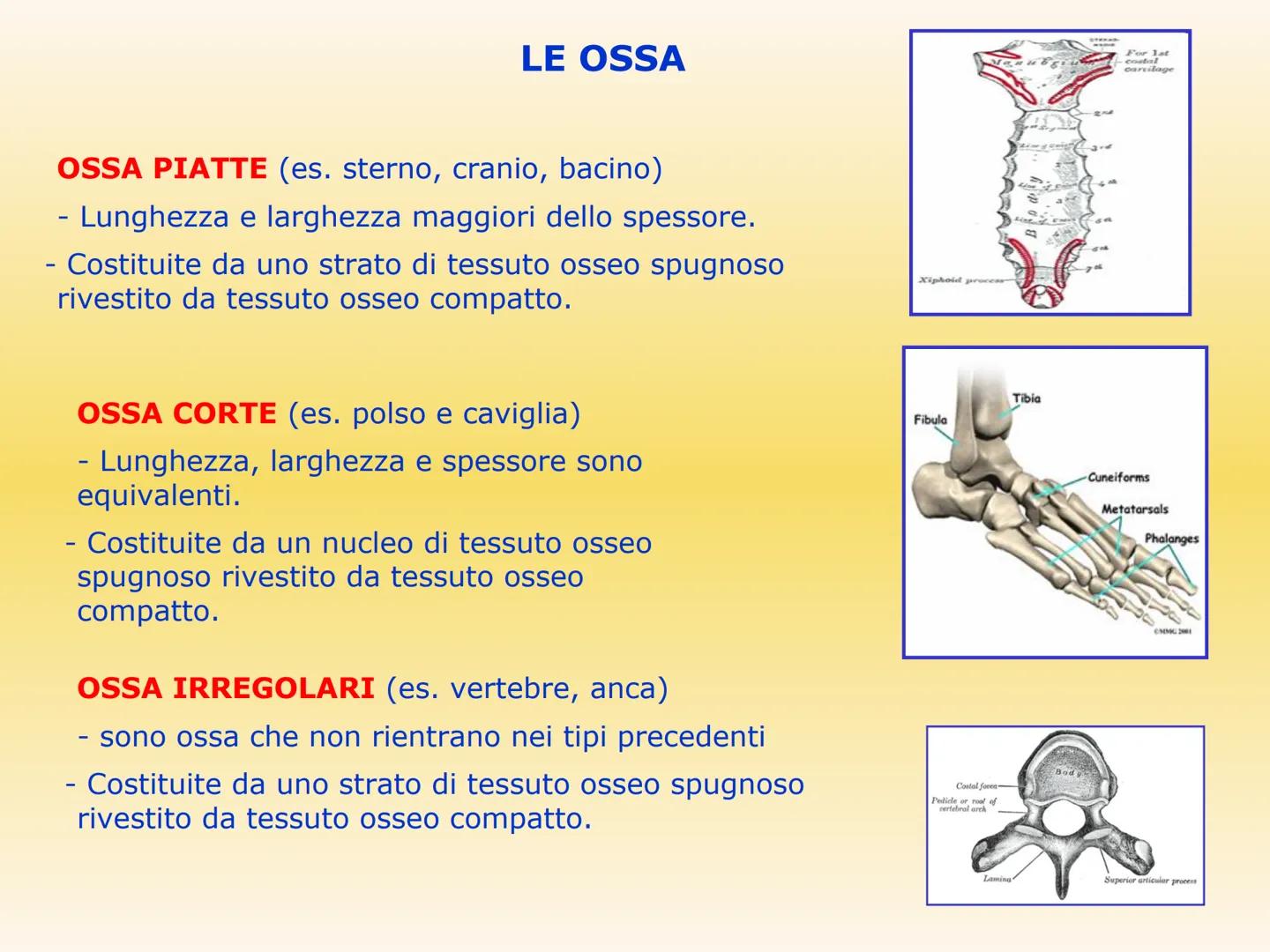 IL SISTEMA SCHELETRICO
Le sue funzioni sono molteplici:
sostegno e forma
• protezione di organi (es. scatola cranica e
gabbia toracica)
●
•