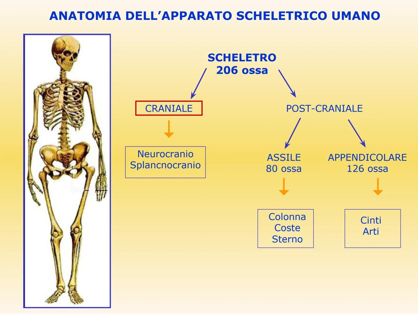 IL SISTEMA SCHELETRICO
Le sue funzioni sono molteplici:
sostegno e forma
• protezione di organi (es. scatola cranica e
gabbia toracica)
●
•