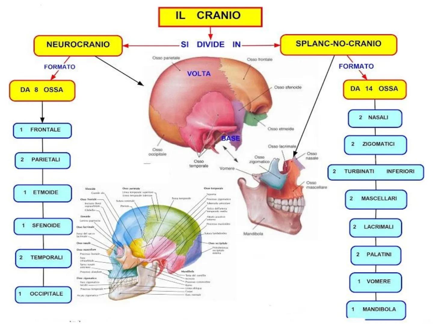 IL SISTEMA SCHELETRICO
Le sue funzioni sono molteplici:
sostegno e forma
• protezione di organi (es. scatola cranica e
gabbia toracica)
●
•