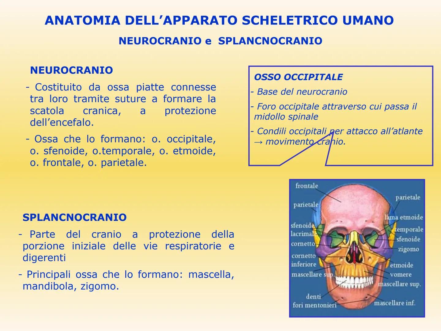 IL SISTEMA SCHELETRICO
Le sue funzioni sono molteplici:
sostegno e forma
• protezione di organi (es. scatola cranica e
gabbia toracica)
●
•