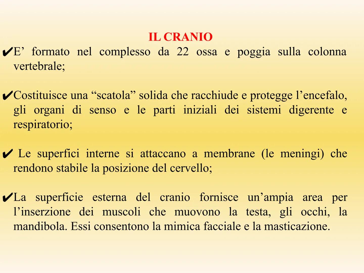 IL SISTEMA SCHELETRICO
Le sue funzioni sono molteplici:
sostegno e forma
• protezione di organi (es. scatola cranica e
gabbia toracica)
●
•