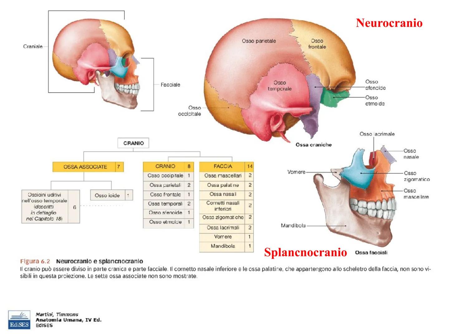 IL SISTEMA SCHELETRICO
Le sue funzioni sono molteplici:
sostegno e forma
• protezione di organi (es. scatola cranica e
gabbia toracica)
●
•