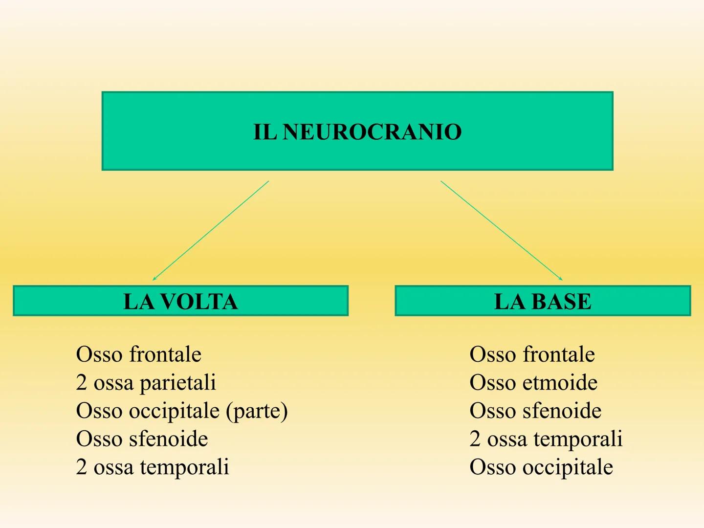 IL SISTEMA SCHELETRICO
Le sue funzioni sono molteplici:
sostegno e forma
• protezione di organi (es. scatola cranica e
gabbia toracica)
●
•