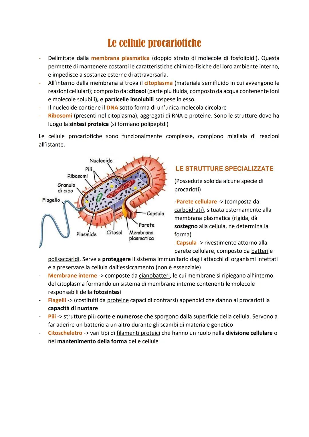 Le cellule procariotiche
Delimitate dalla membrana plasmatica (doppio strato di molecole di fosfolipidi). Questa
permette di mantenere costa