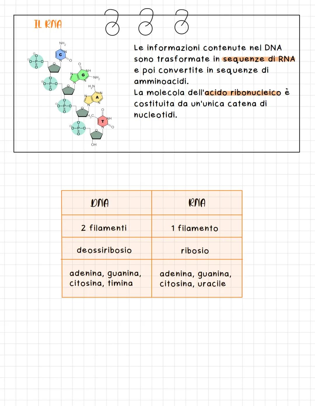 # Gli acidi nucleici
Gli acidi nucleici sono polimeri di nucleotidi, che si uniscono tra di
loro con delle reazioni di condensazione (lo zu