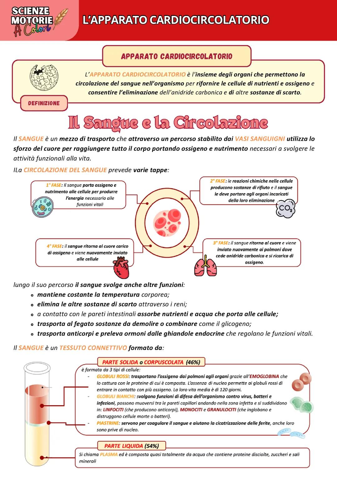 L'APPARATO CARDIOCIRCOLATORIO