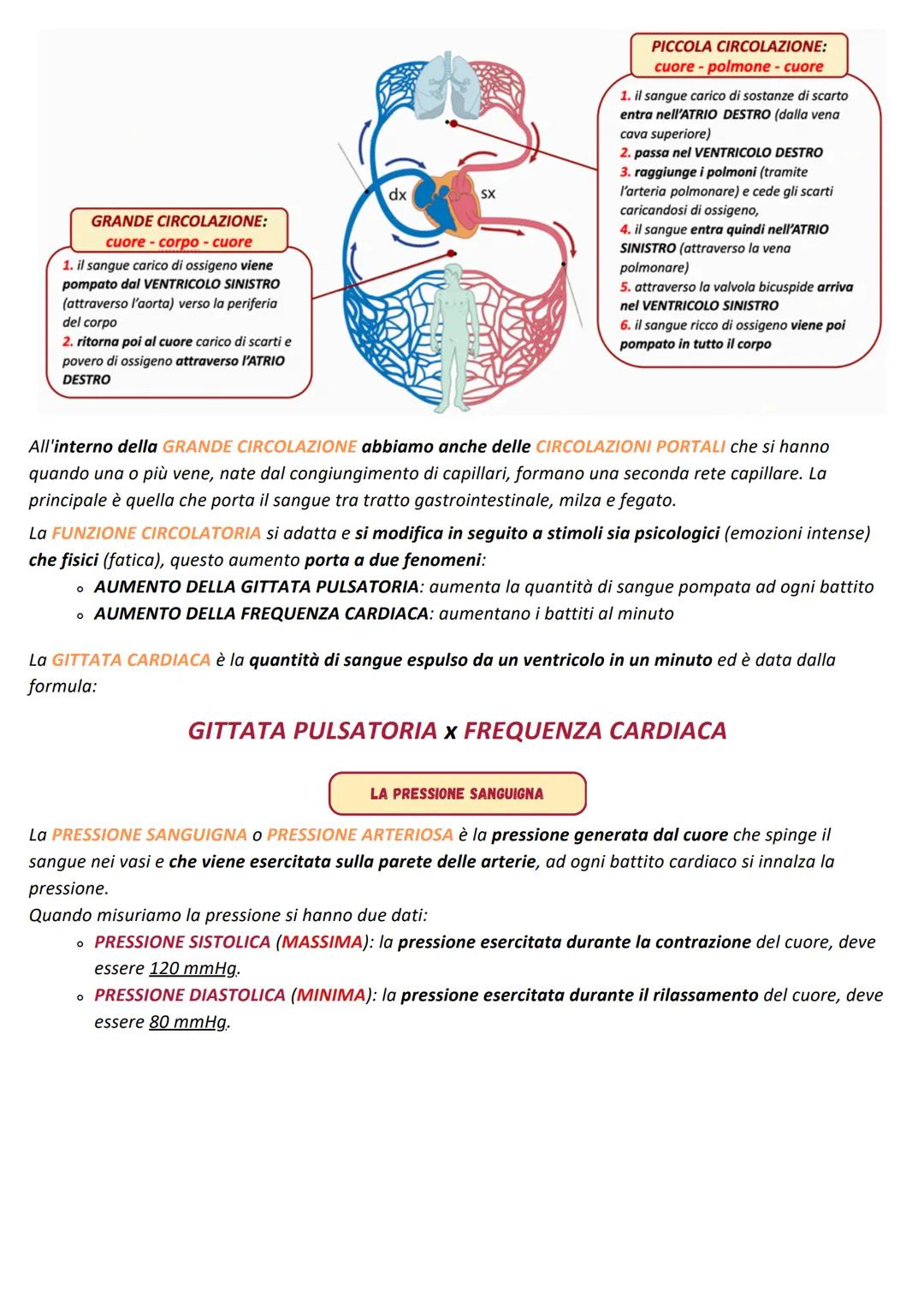 SCIENZE
MOTORIE
A Color
L'APPARATO CARDIOCIRCOLATORIO
APPARATO CARDIOCIRCOLATORIO
L'APPARATO CARDIOCIRCOLATORIO è l'insieme degli organi che