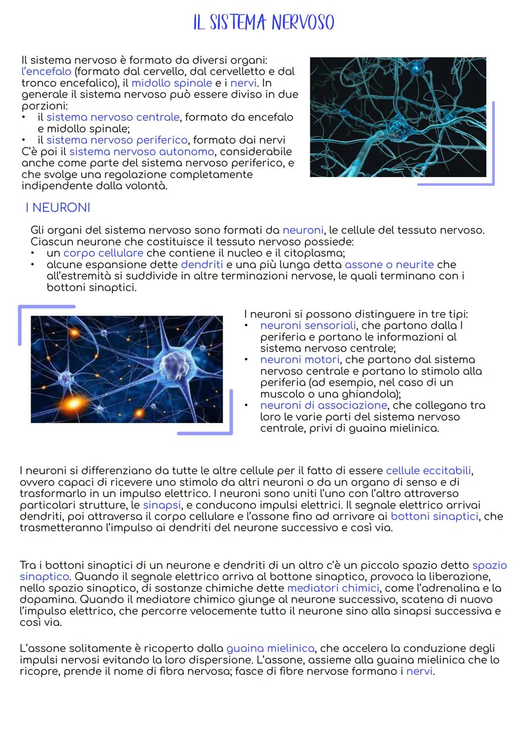 # IL SISTEMA NERVOSO
Il sistema nervoso è formato da diversi organi:
l'encefalo (formato dal cervello, dal cervelletto e dal
tronco encefal