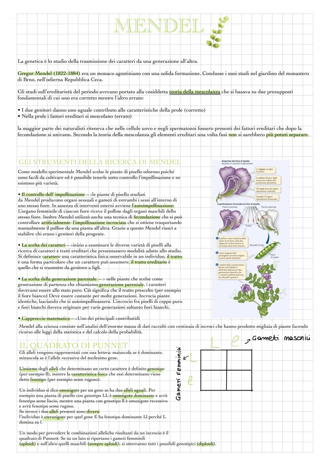 MENDEL
La genetica è lo studio della trasmissione dei caratteri da una generazione all'altra.
Gregor Mendel (1822-1884) era un monaco agosti