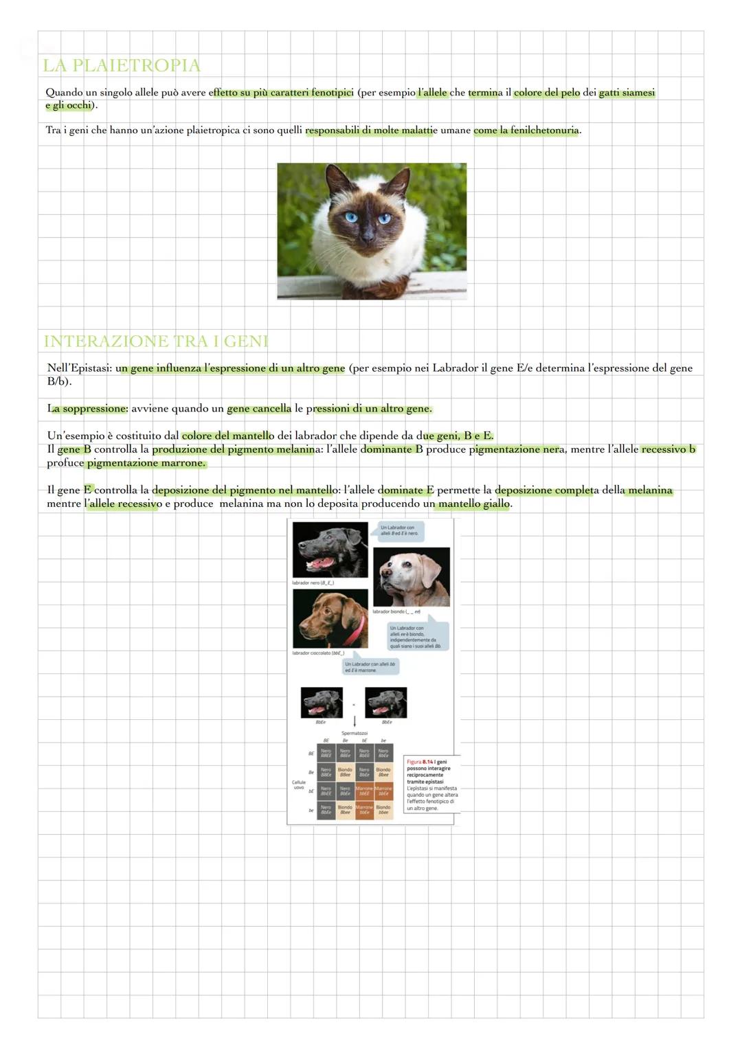 MENDEL
La genetica è lo studio della trasmissione dei caratteri da una generazione all'altra.
Gregor Mendel (1822-1884) era un monaco agosti