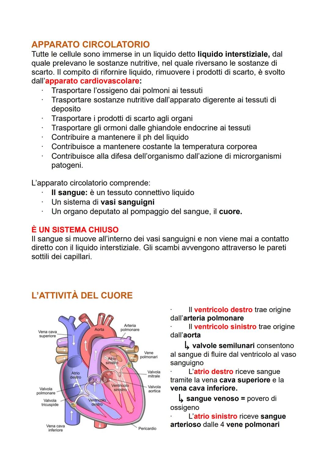 Apparato circolatorio