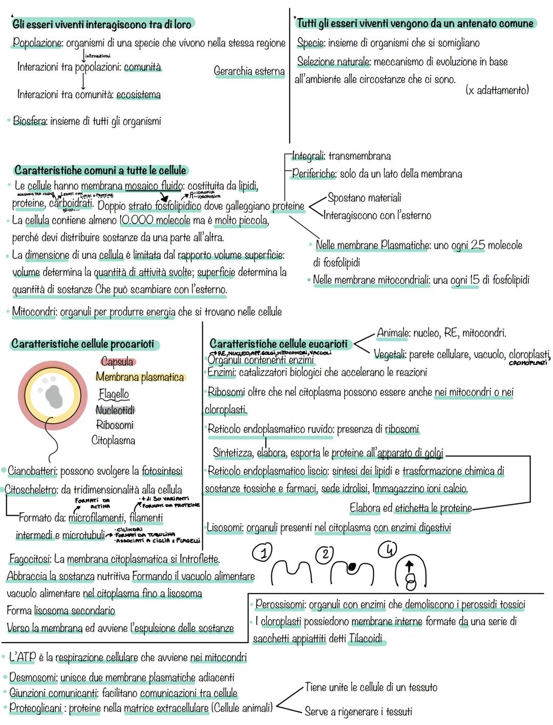 Biologia Scienza che studia gli esseri viventi
-Zoologia: Disciplina che studia gli animali .
Botanica: Studia le piante
L'ecologia: studia