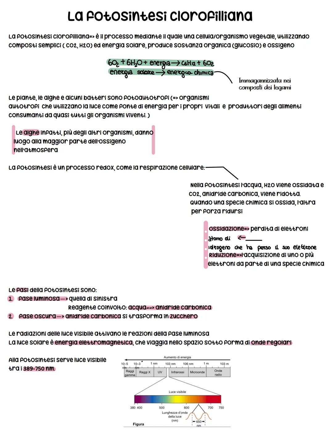 fotosintesi clorofilliana