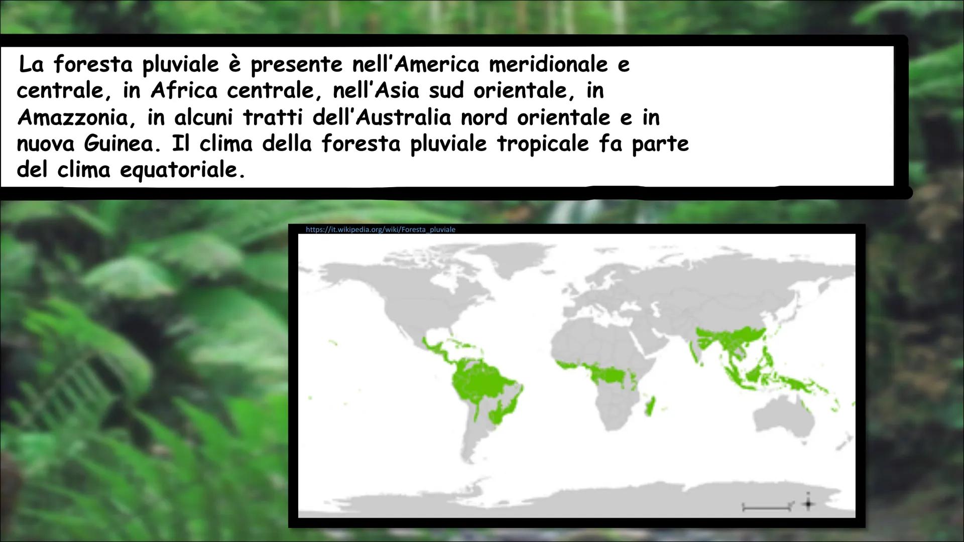 # LA FORESTA PLUVIALE
VIDEO YOUTUBE
2 SLIDE: Foresta Pluviale (libro
di testo "Go")
3 SLIDE: Flora e Fauna
4 SLIDE: Popolazione
5 SLIDE: A