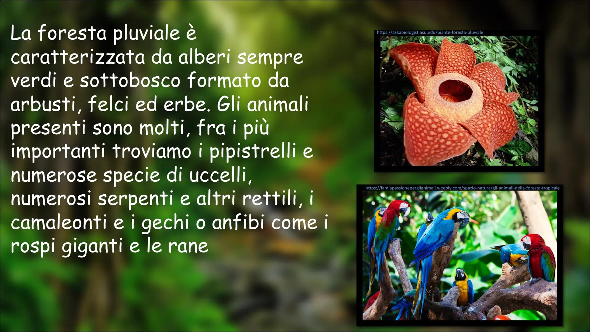 # LA FORESTA PLUVIALE
VIDEO YOUTUBE
2 SLIDE: Foresta Pluviale (libro
di testo "Go")
3 SLIDE: Flora e Fauna
4 SLIDE: Popolazione
5 SLIDE: A