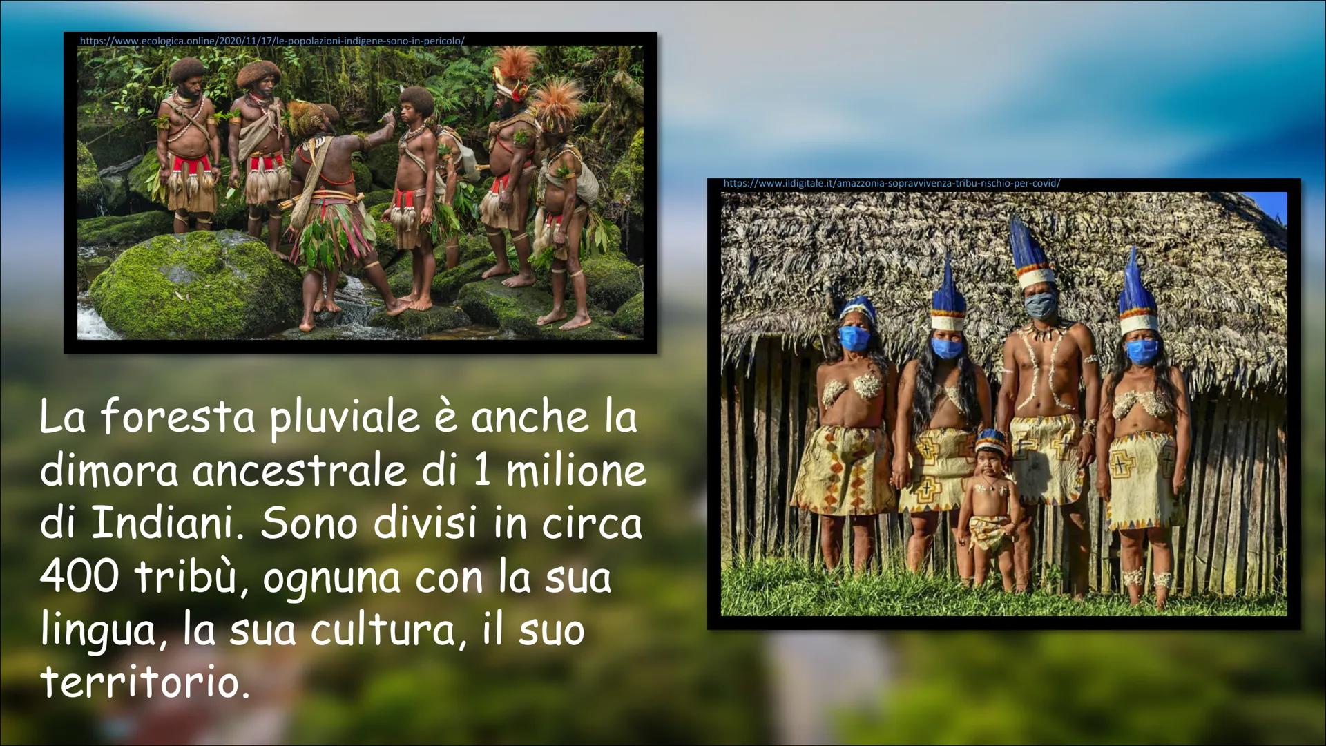 # LA FORESTA PLUVIALE
VIDEO YOUTUBE
2 SLIDE: Foresta Pluviale (libro
di testo "Go")
3 SLIDE: Flora e Fauna
4 SLIDE: Popolazione
5 SLIDE: A