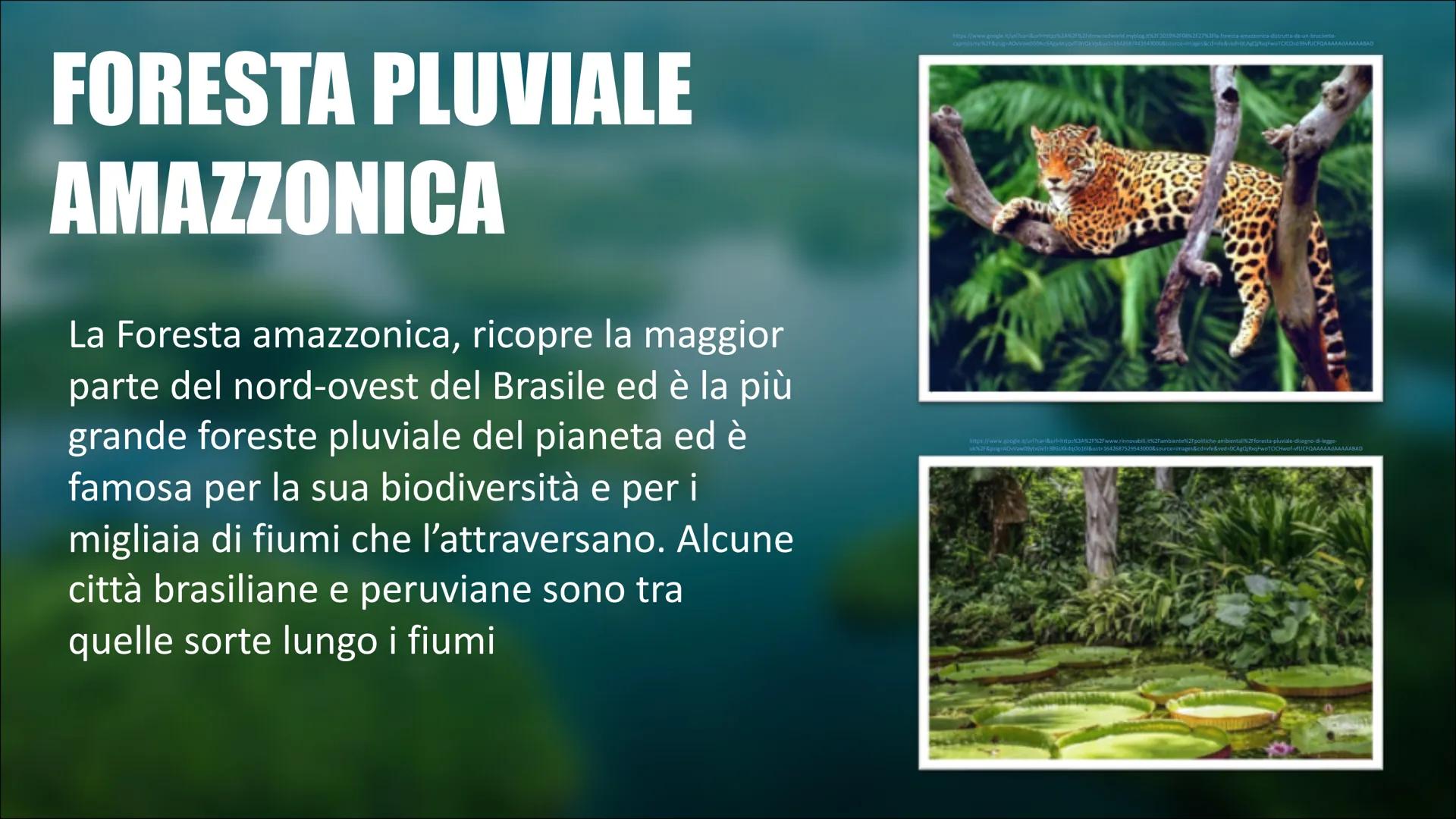 # LA FORESTA PLUVIALE
VIDEO YOUTUBE
2 SLIDE: Foresta Pluviale (libro
di testo "Go")
3 SLIDE: Flora e Fauna
4 SLIDE: Popolazione
5 SLIDE: A
