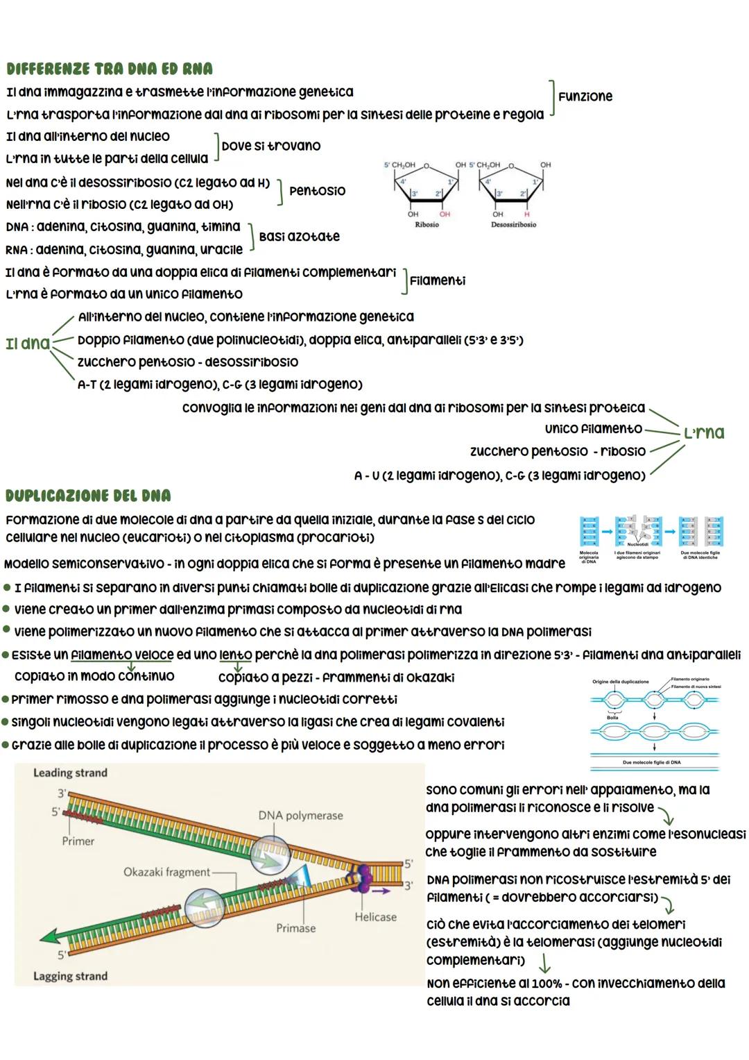 LA SCOPERTA DEL DNA
• Friedrich Miescher ISOlò per la prima volta gli acidi nucleici
DAL DNA ALLE PROTEINE
● Frederick Griffith
Li denomina