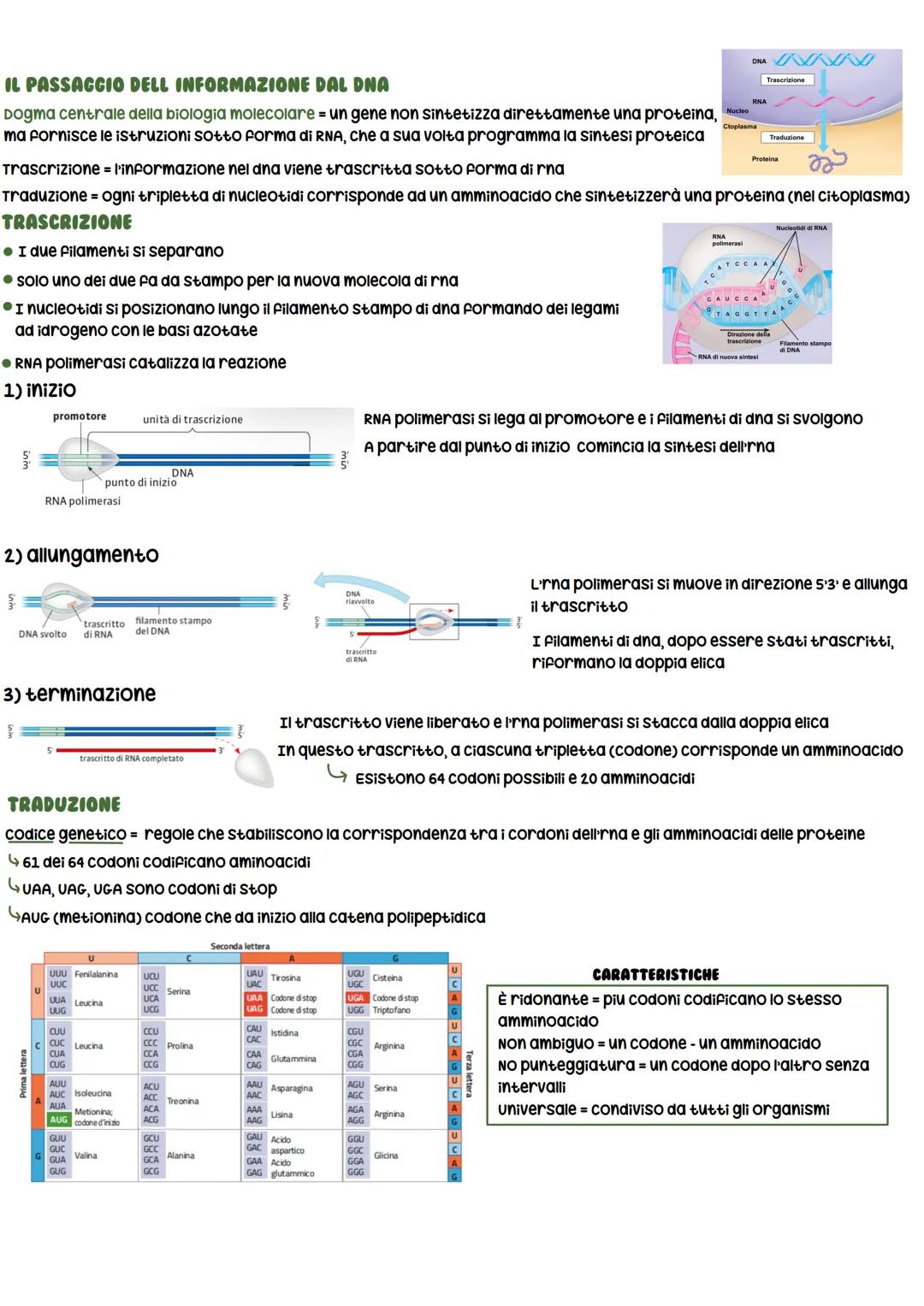 LA SCOPERTA DEL DNA
• Friedrich Miescher ISOlò per la prima volta gli acidi nucleici
DAL DNA ALLE PROTEINE
● Frederick Griffith
Li denomina