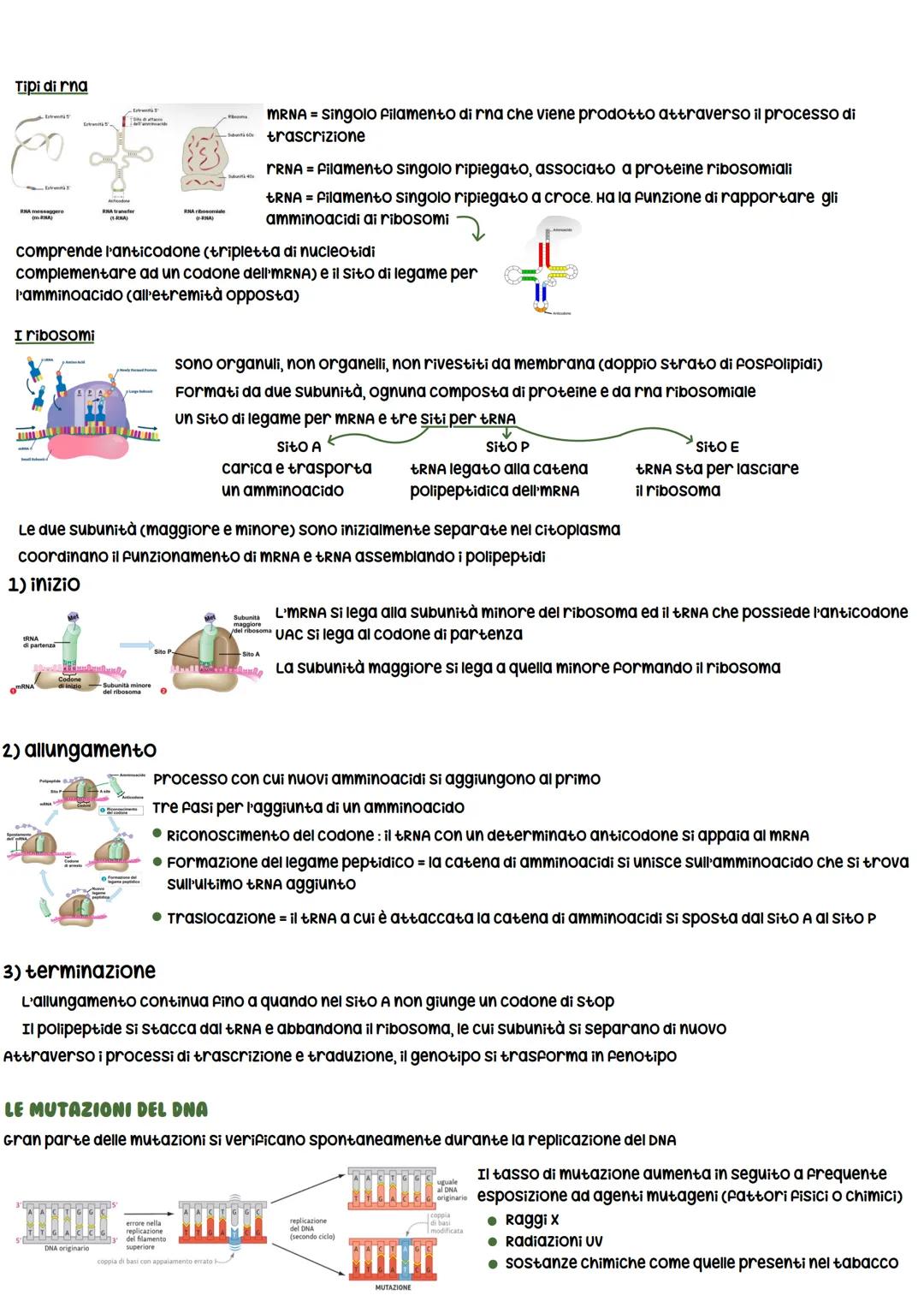 LA SCOPERTA DEL DNA
• Friedrich Miescher ISOlò per la prima volta gli acidi nucleici
DAL DNA ALLE PROTEINE
● Frederick Griffith
Li denomina