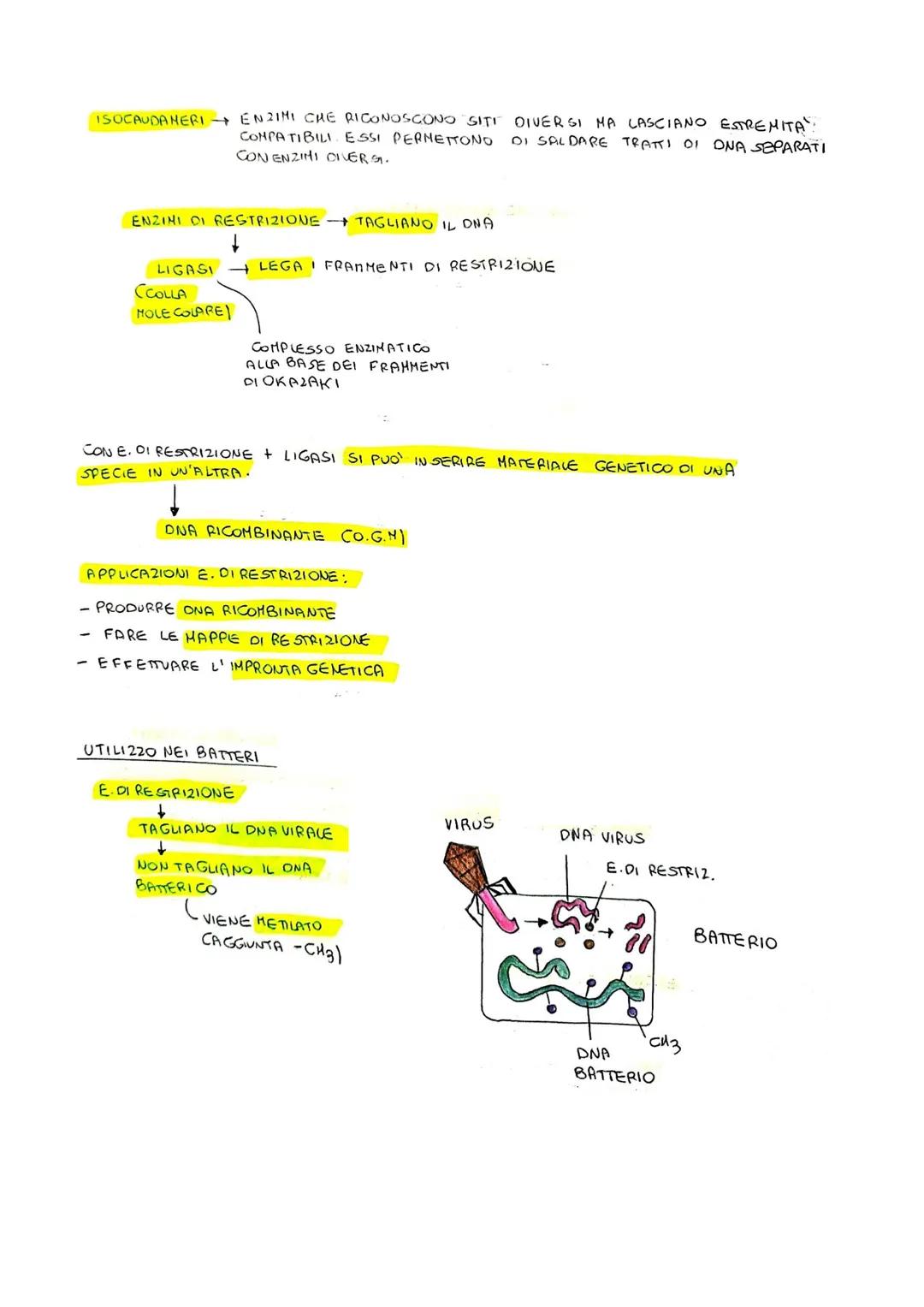 COME ISOLARE UN GENE OI INTERESSE
CONE OTTENERE UN GENE DI INTERESSE:
1. DIRETTAMENTE DALLE CELLULE CHE LO POSSIEDONO
BIOTECNOLOGIE
- GRAZIE