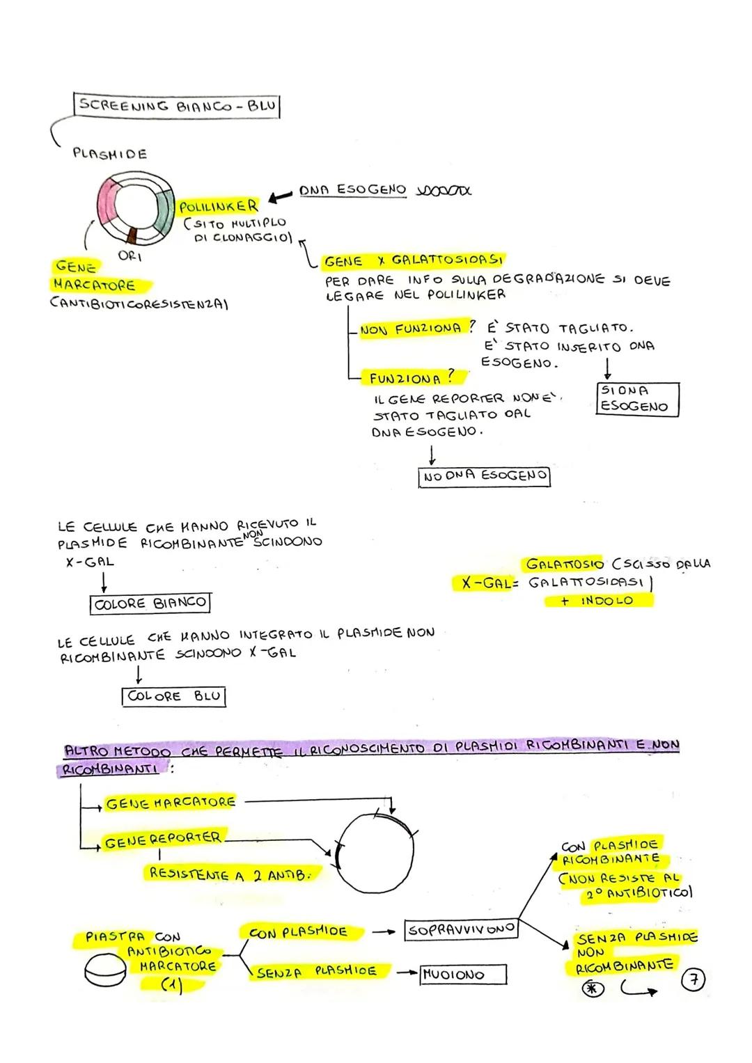 COME ISOLARE UN GENE OI INTERESSE
CONE OTTENERE UN GENE DI INTERESSE:
1. DIRETTAMENTE DALLE CELLULE CHE LO POSSIEDONO
BIOTECNOLOGIE
- GRAZIE