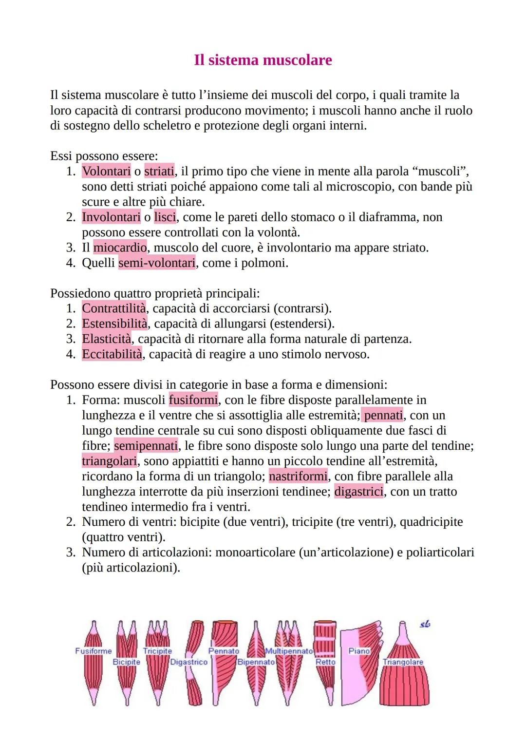 # Il sistema muscolare
Il sistema muscolare รจ tutto l'insieme dei muscoli del corpo, i quali tramite la
loro capacitร di contrarsi producon