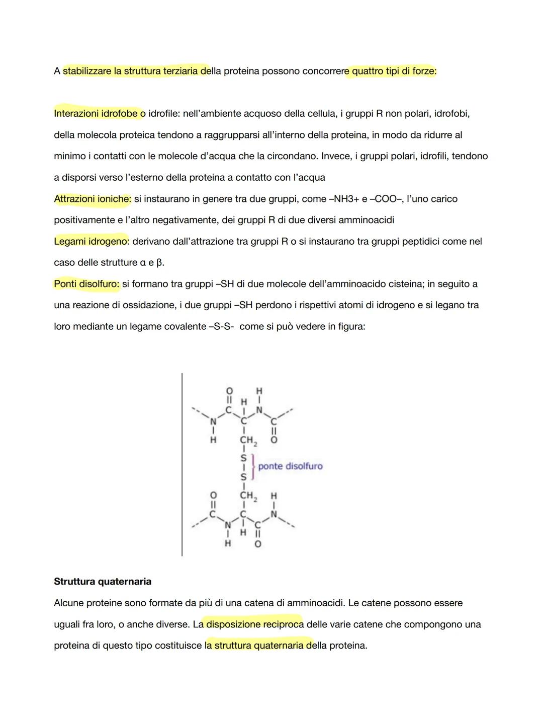 LE PROTEINE
Le proteine sono polimeri i cui monomeri sono costituiti dai venti diversi tipi di amminoacidi presenti
in natura. Gli amminoaci