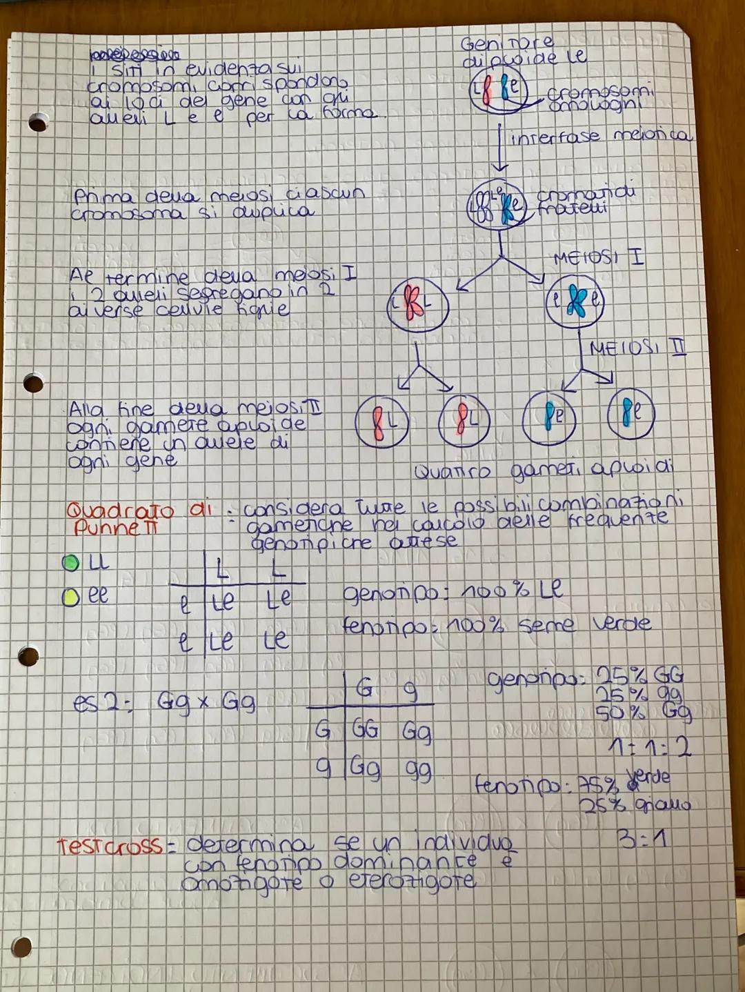 # GENETICA
## LE LEGGI I MENDEL
da mendel ai model, di
ereditaneta
Gregor Mendel e ca gerenca deu 800
Genetica: Studio delle legg e dei me