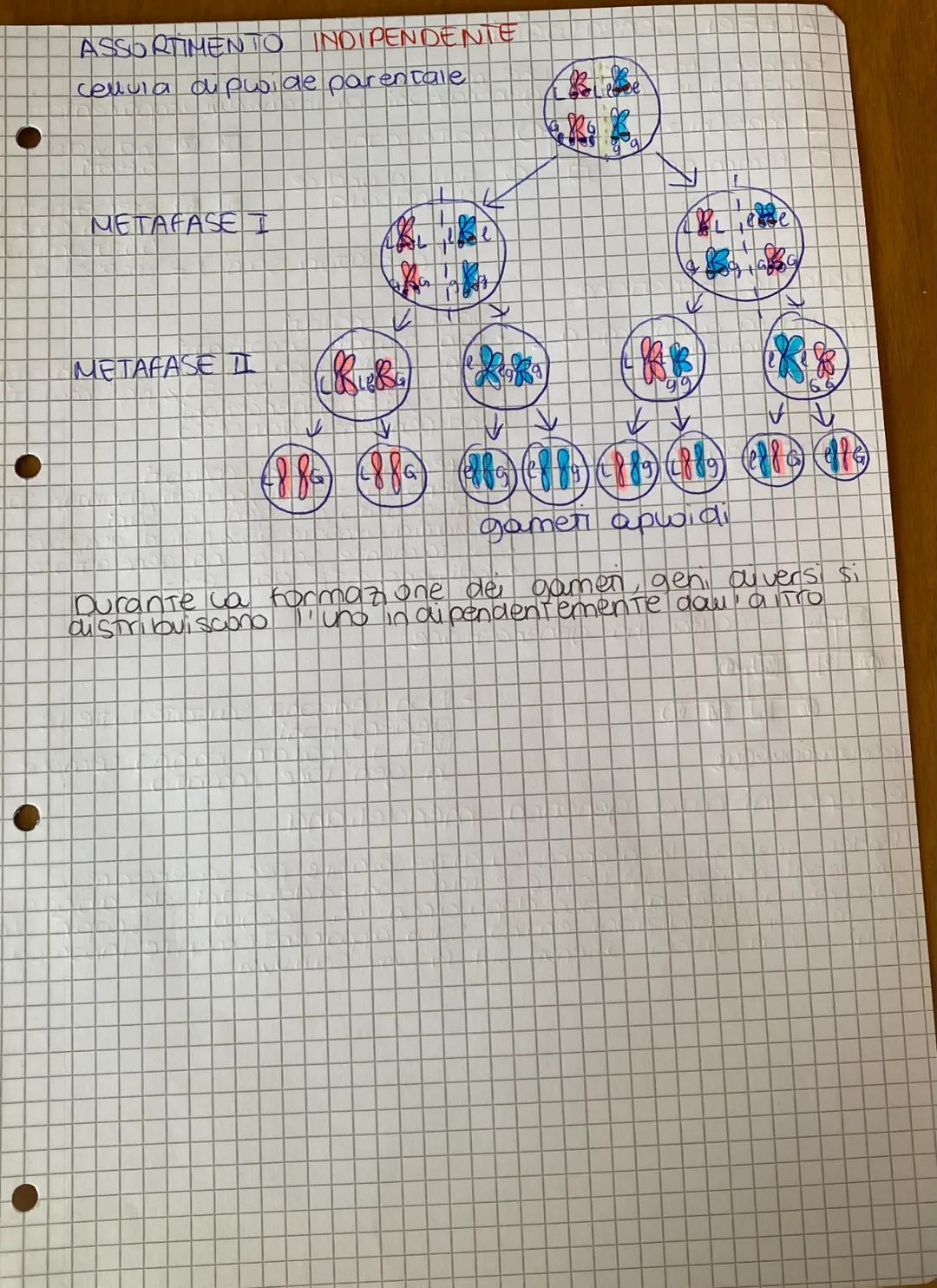 # GENETICA
## LE LEGGI I MENDEL
da mendel ai model, di
ereditaneta
Gregor Mendel e ca gerenca deu 800
Genetica: Studio delle legg e dei me