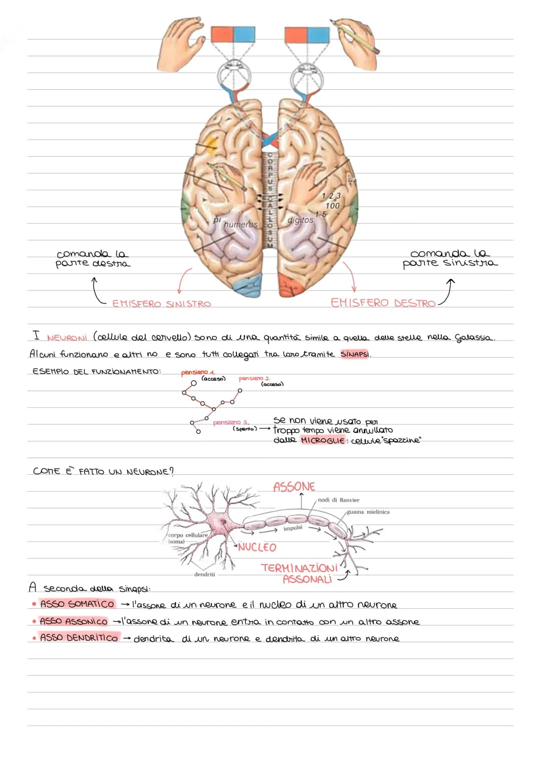 # la mente, il cervello.
## i processi mentali
LA MENTE -> attività (chiamate PROCESSI MENTALI) con cui selezioniamo, organizziamo, conservi