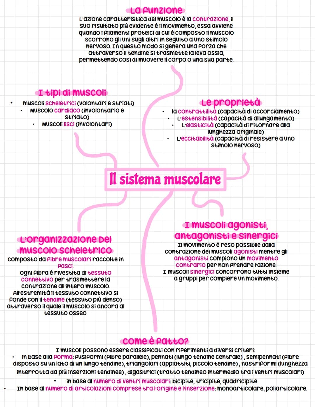 # La funzione
L'azione caratteristica del muscolo è la contrazione, il suo risultato più evidente è il movimento, essa avviene quando i fila